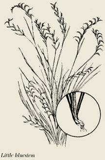 image of little bluestem